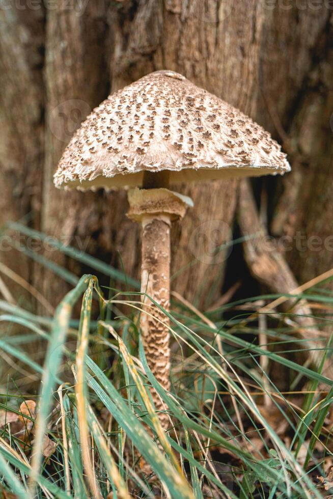 Parasol mushroom in the wild. In the National Park in De Zilk, The Netherlands. photo