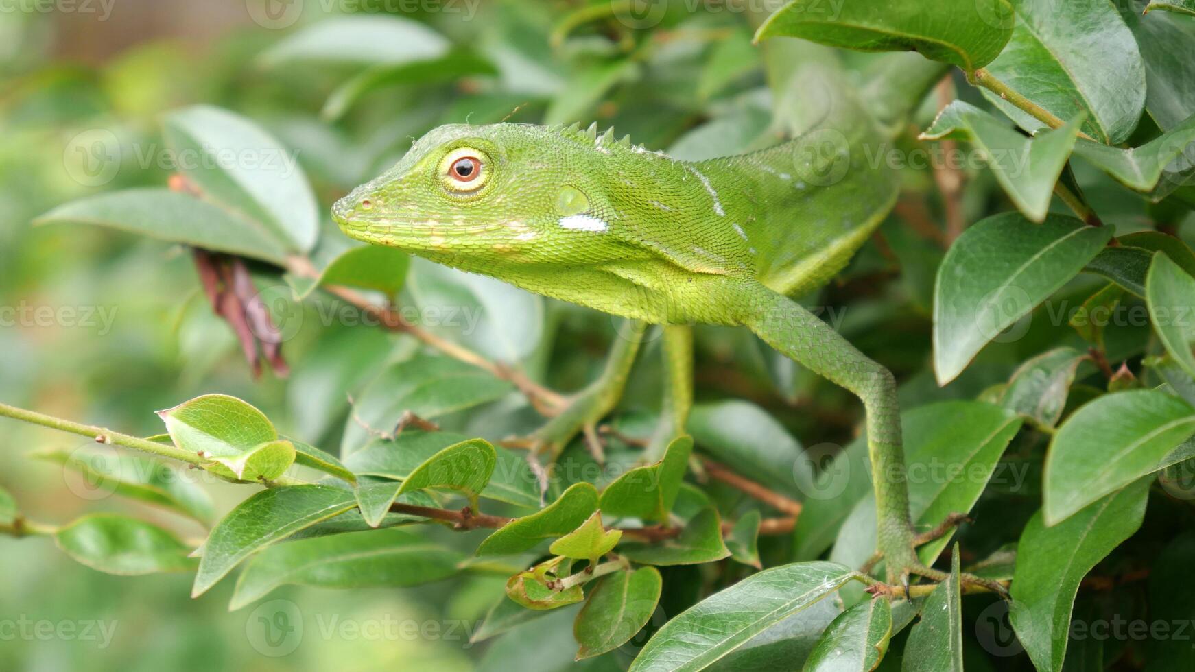 Green chameleon poses calmly on a twig and leaves. Its light green body color makes it difficult to spot among the dense foliage. photo