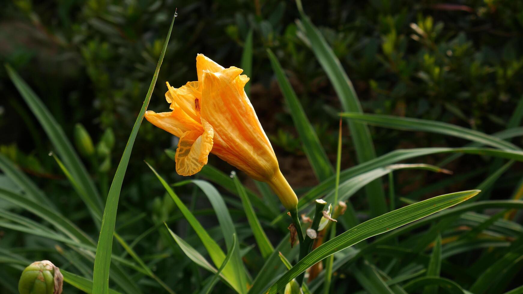 The yellow daylily in this photo looks very charming with its newly bloomed petals. The flower is surrounded by lush green foliage, adding a fresh and natural impression.