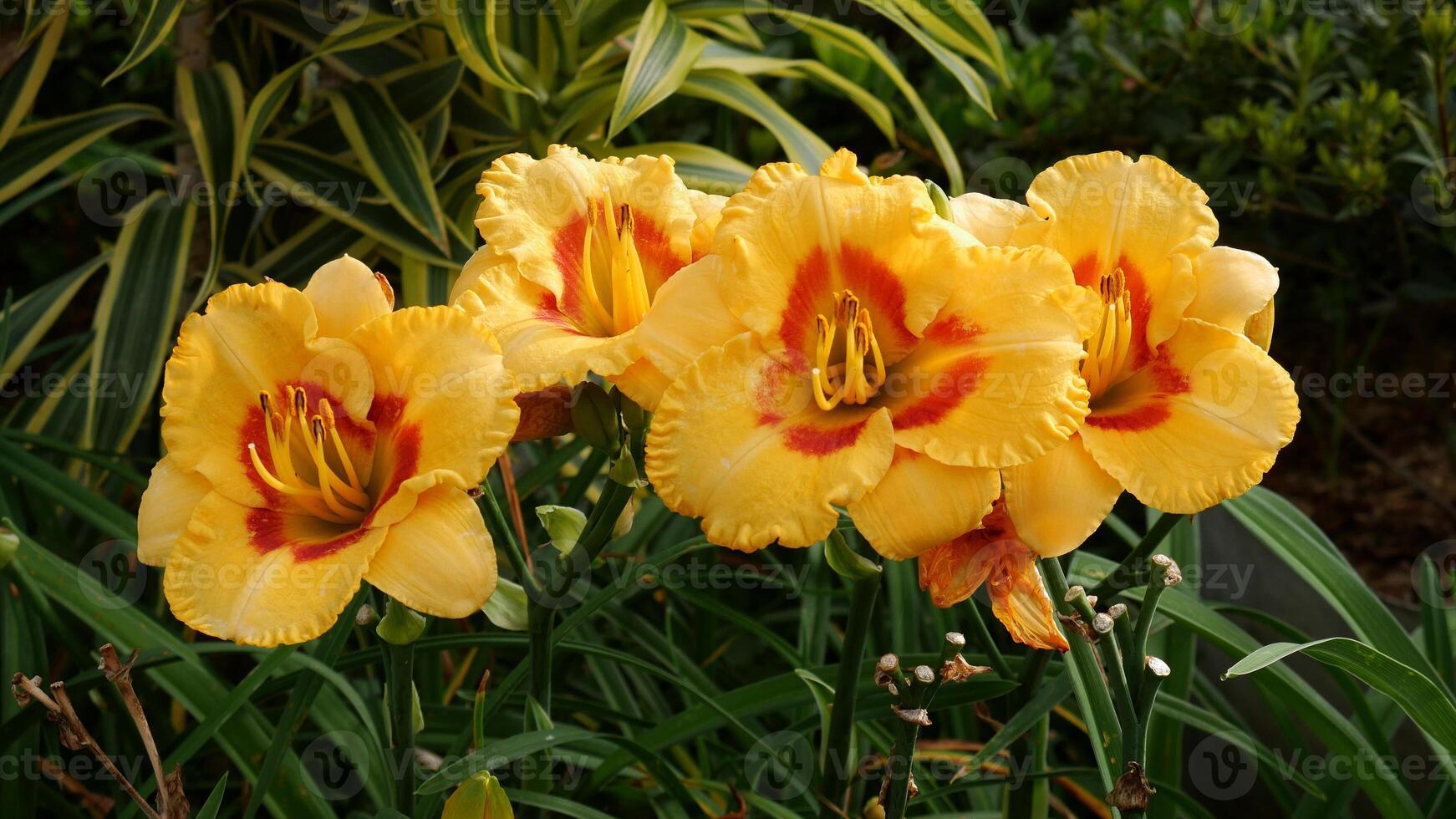 Bright yellow daylily flowers with red patterns in the center are seen blooming perfectly among dense green foliage. The long leaves surrounding the flowers add a fresh and natural feel. photo