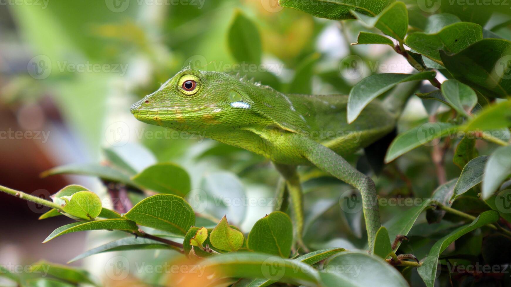 Green chameleon poses calmly on a twig and leaves. Its light green body color makes it difficult to spot among the dense foliage. photo