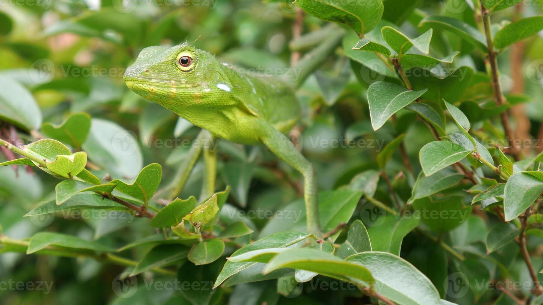 Green chameleon blends perfectly with the surrounding green foliage. Its alert eyes indicate that it is always ready and prepared to face danger or find food. photo