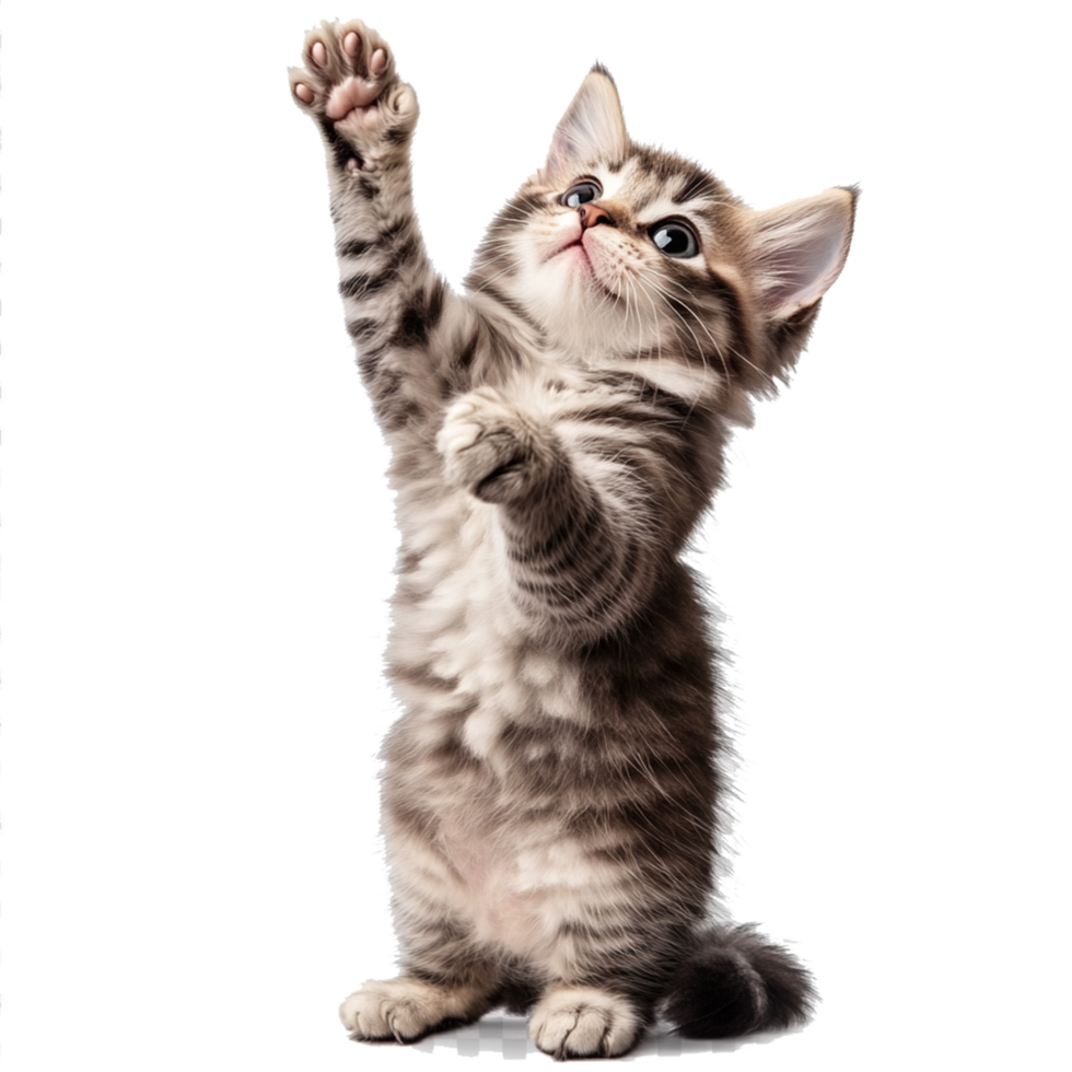 A kitten is standing up and reaching for something png