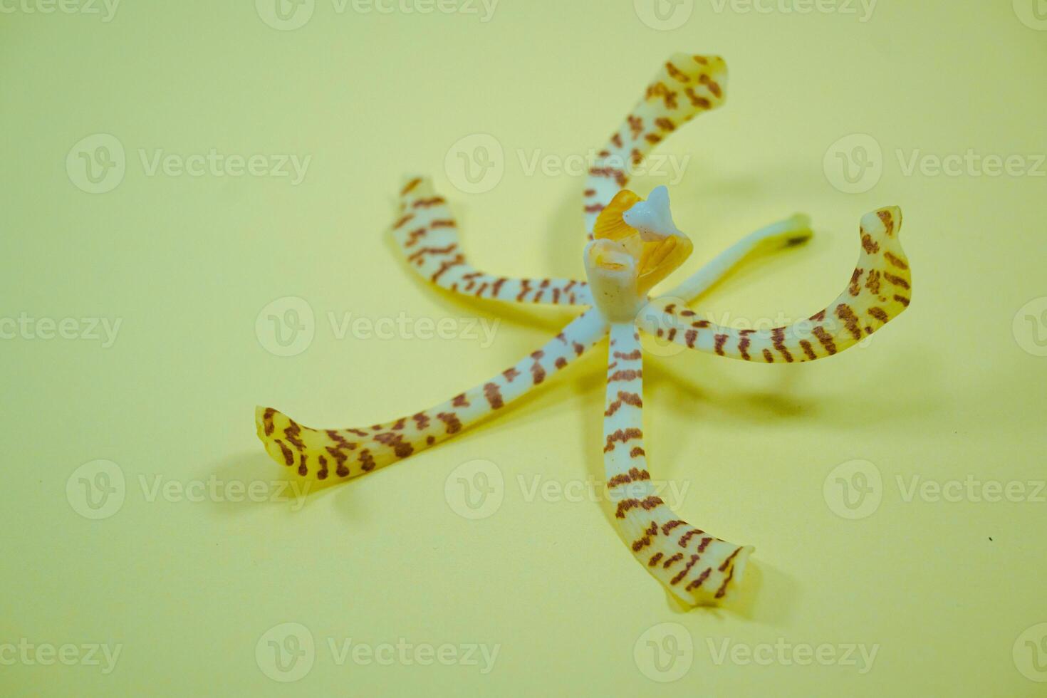 Scorpion orchid is a type of orchid that has a unique shape, because it resembles a scorpion. photo