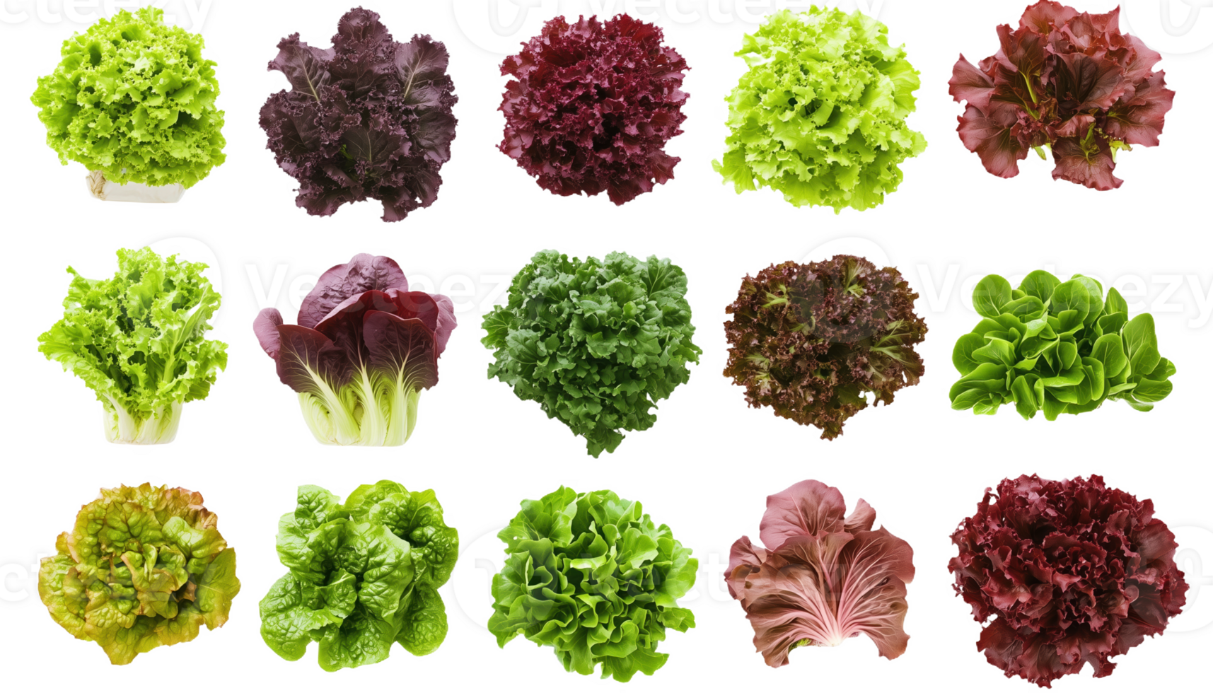 A vibrant collecti of diverse lettuce varieties in shades of green and red png