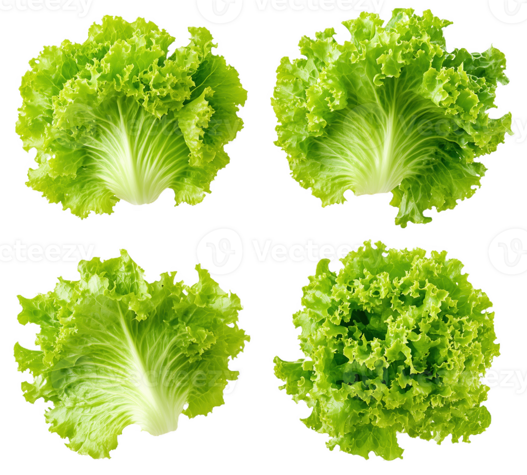 Fresh green lettuce varieties arranged neatly for a vibrant culinary display png