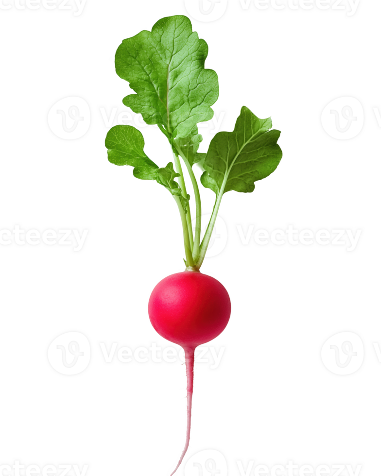 A vibrant fresh red radish nestled crisp, showcasing its greenery png