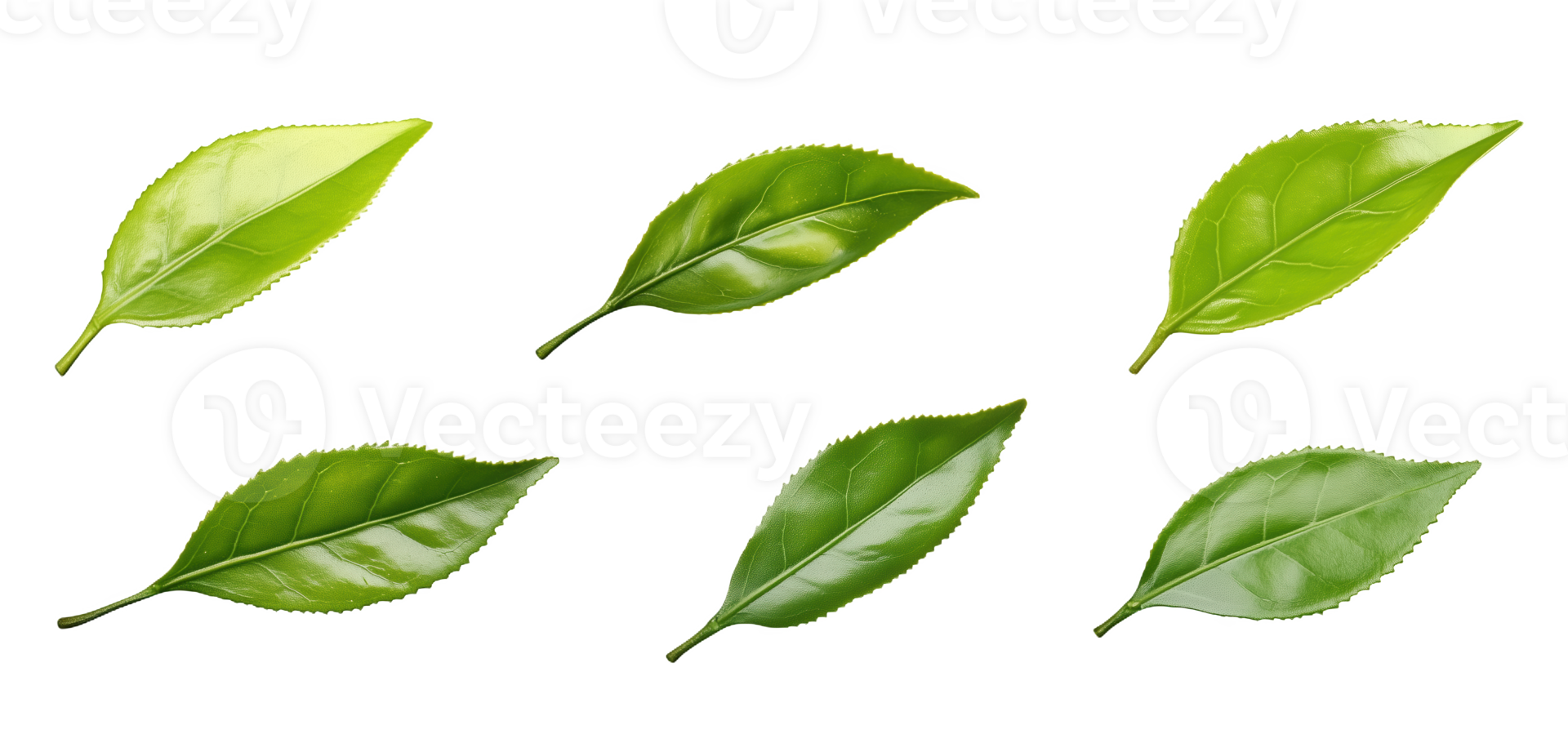 Fresh green tea leaves arranged artistically pristine png