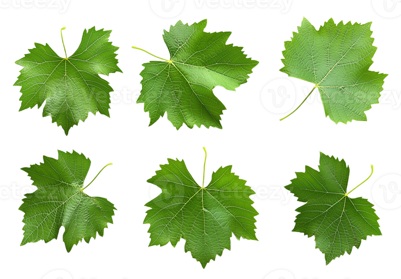 Vibrant green grape leaves showcasing their natural beauty backdrop png