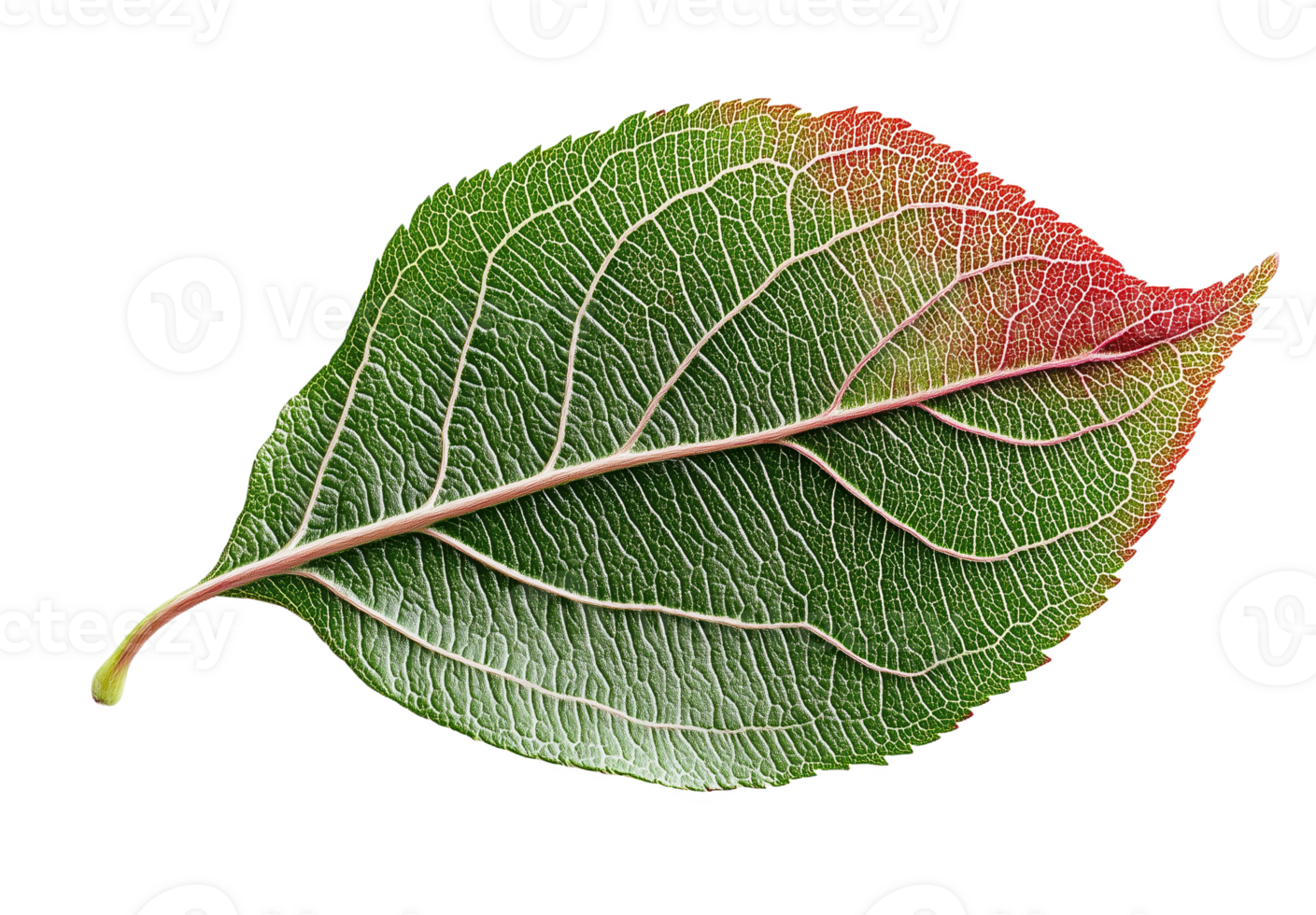 A vivid apple leaf showcasing intricate textures and color changes in natural light png