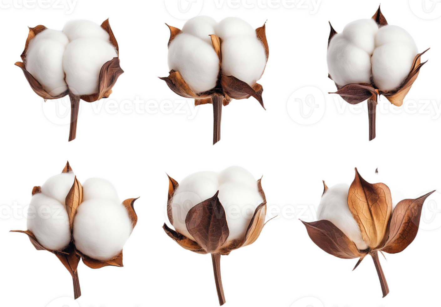 Soft and fluffy cott boll with natural ctrast png