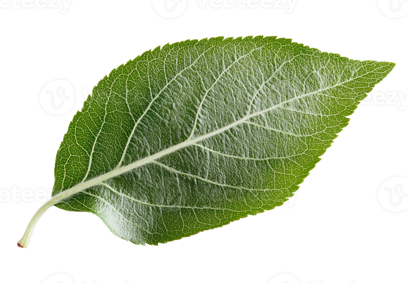 A vibrant apple leaf showcasing intricate textures pure png