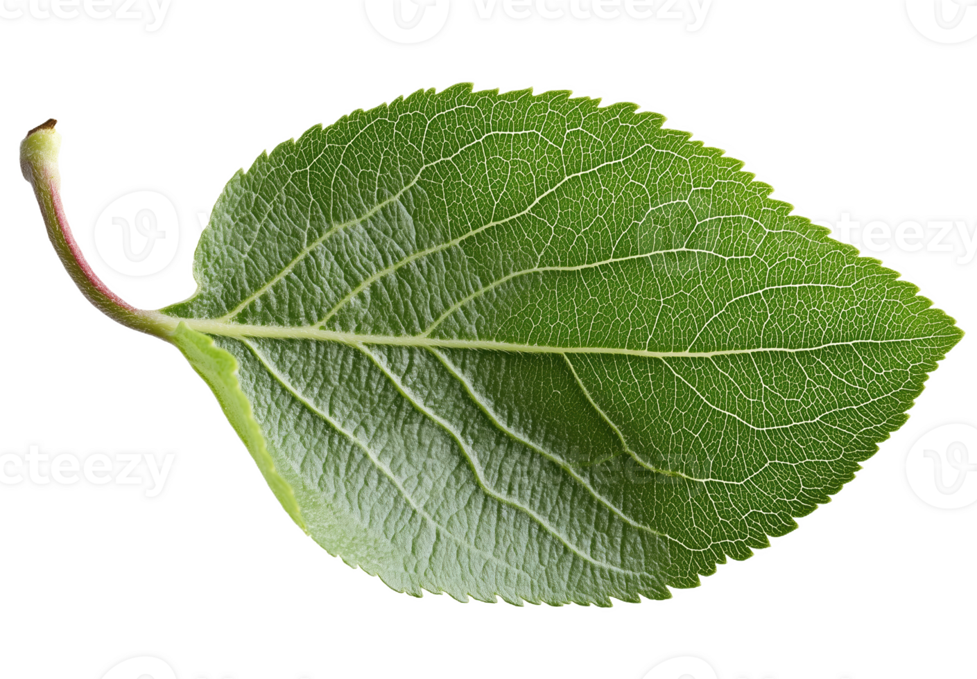 Vibrant apple leaf, highlighting its texture png