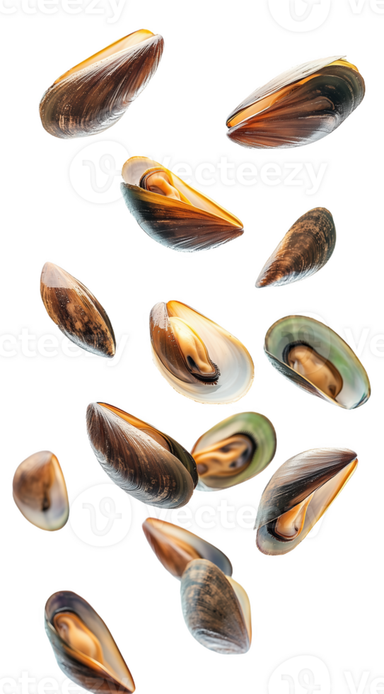 Floating mussels gracefully suspended backdrop for artistic effect png