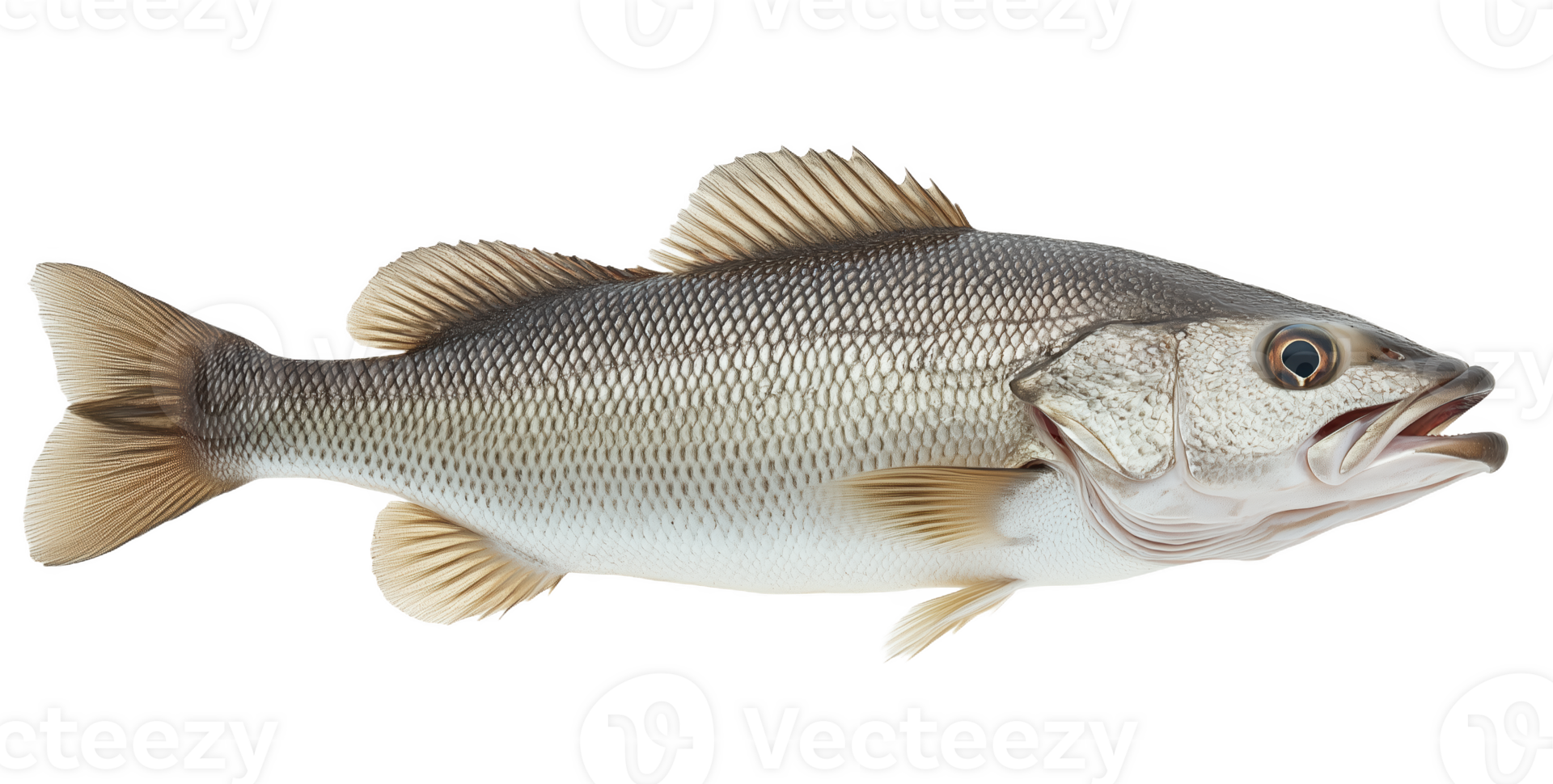 A fresh sea bass elegantly presented pristine surface for cooking png