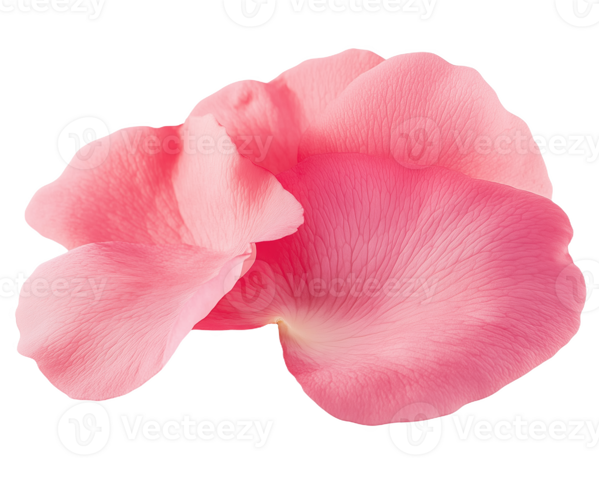 Delicate rose petals softly resting png