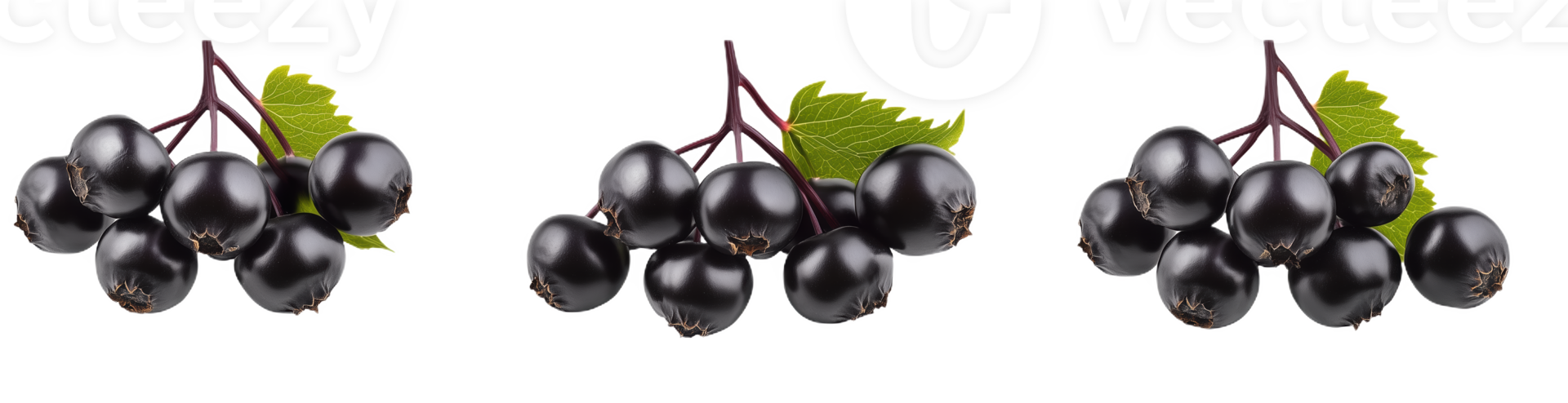 Fresh black elderberries with vibrant leaves png