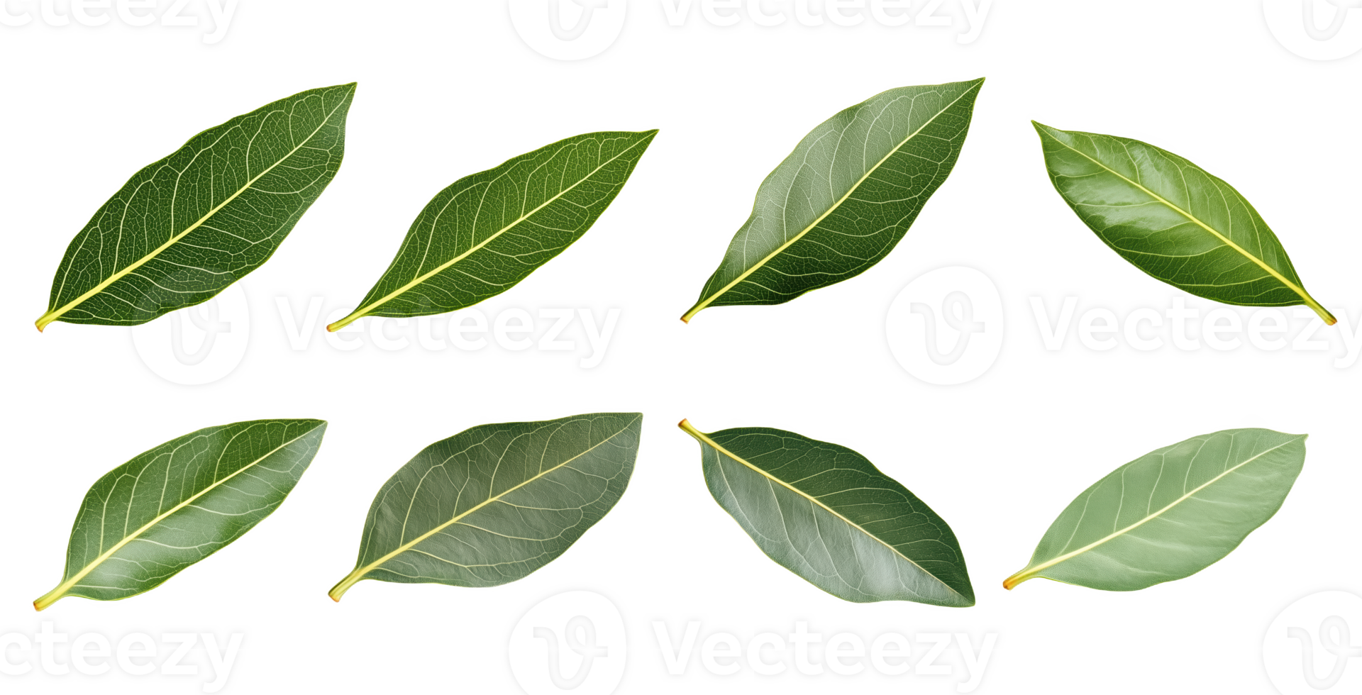 A vibrant collecti of fresh green bay leaves arranged elegantly png