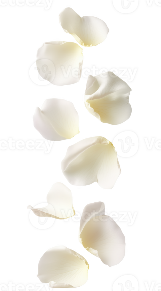 Delicate rose petals cascading gracefully pristine png
