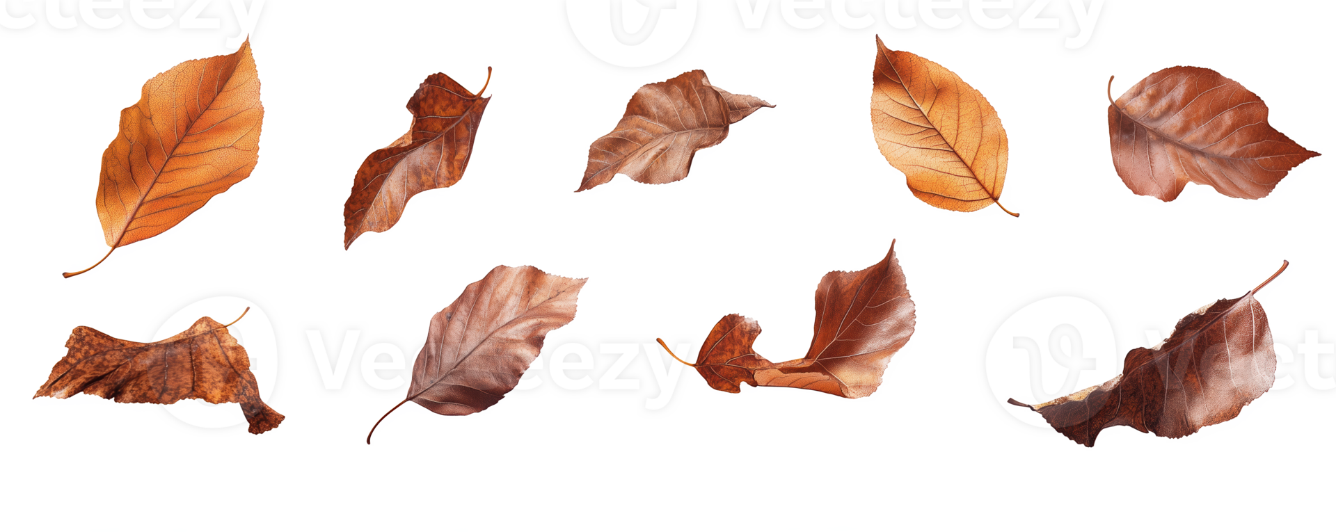 Realistic brown leaves falling gracefully in autumn setting with gentle wind moti png