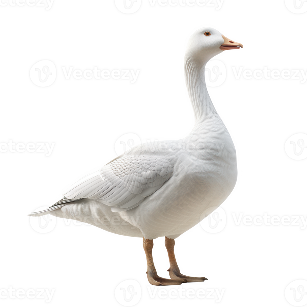 A frosted goose waddling gracefully in the yard during winter daylight png