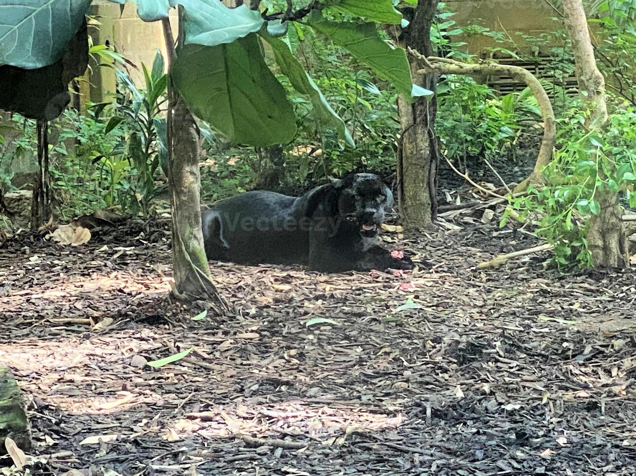 A black bear laying in the woods eating something photo