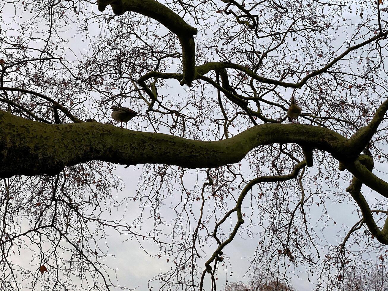 A bird sitting on a branch of a tree photo