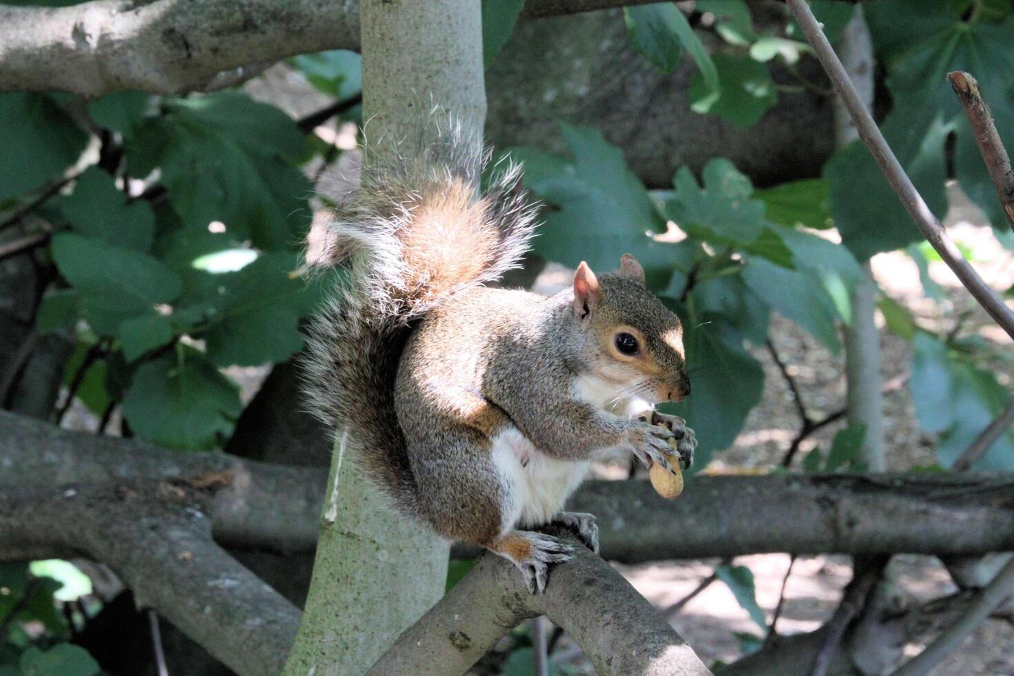 A squirrel is sitting on a tree branch photo