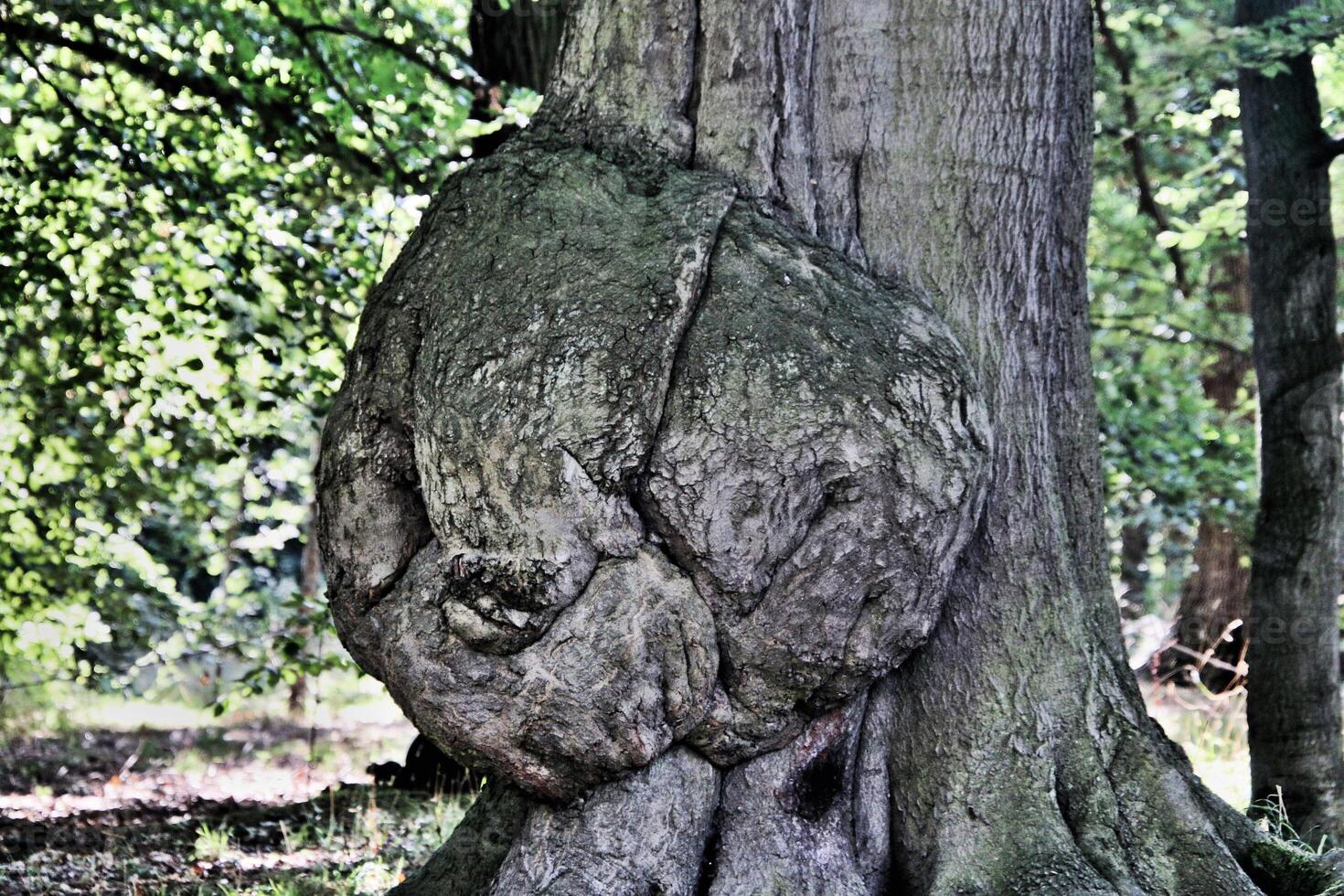 A tree with a large knot on it photo