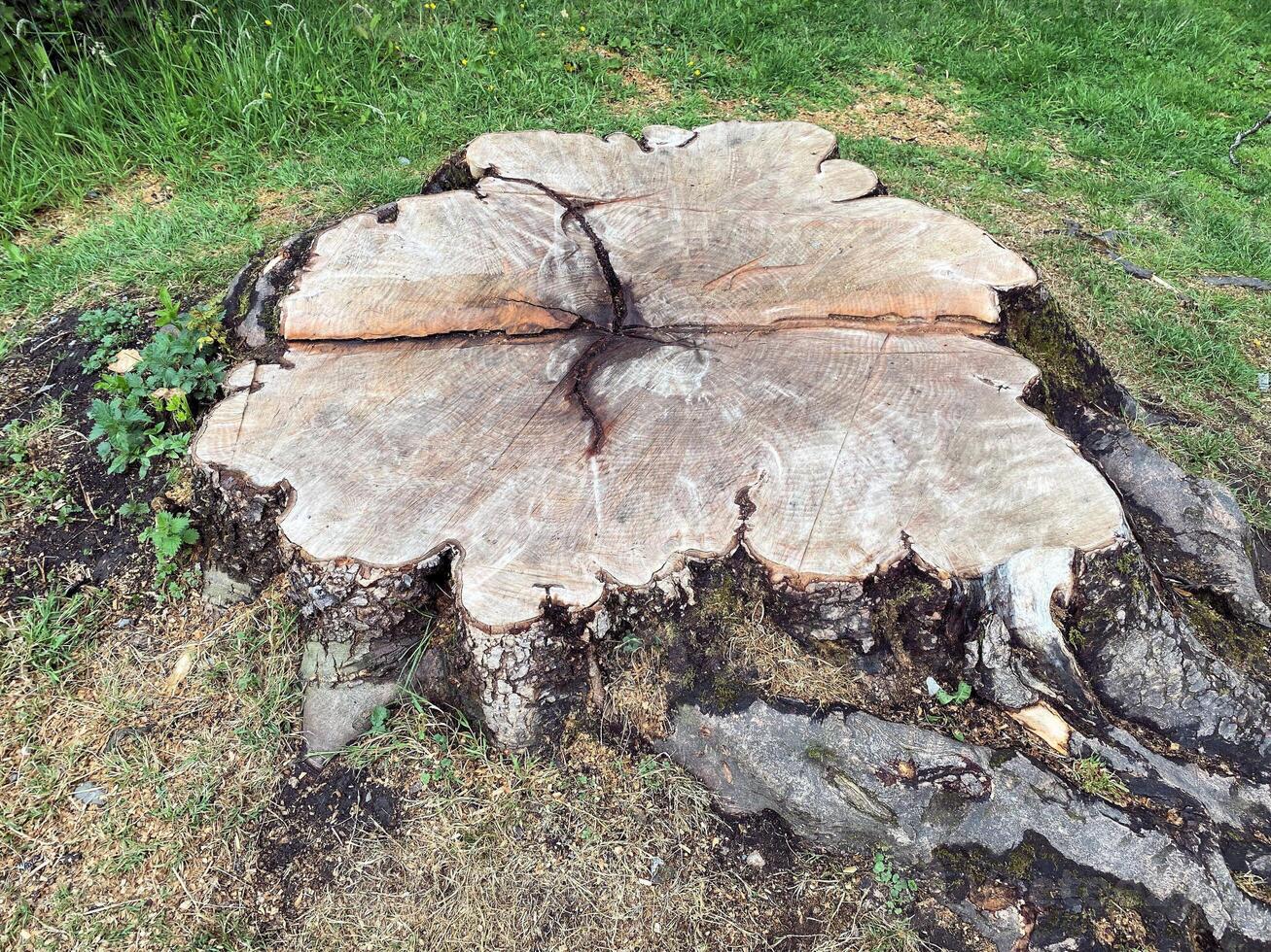 A tree stump with a large tree trunk cut out of it photo