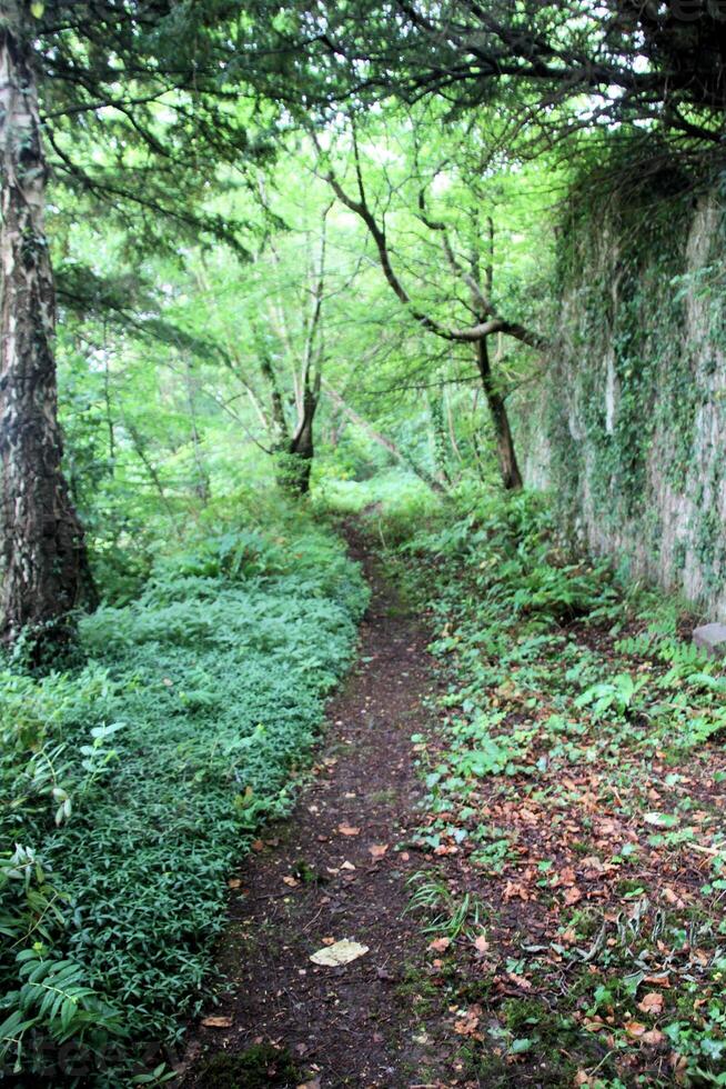 A path through a forest photo