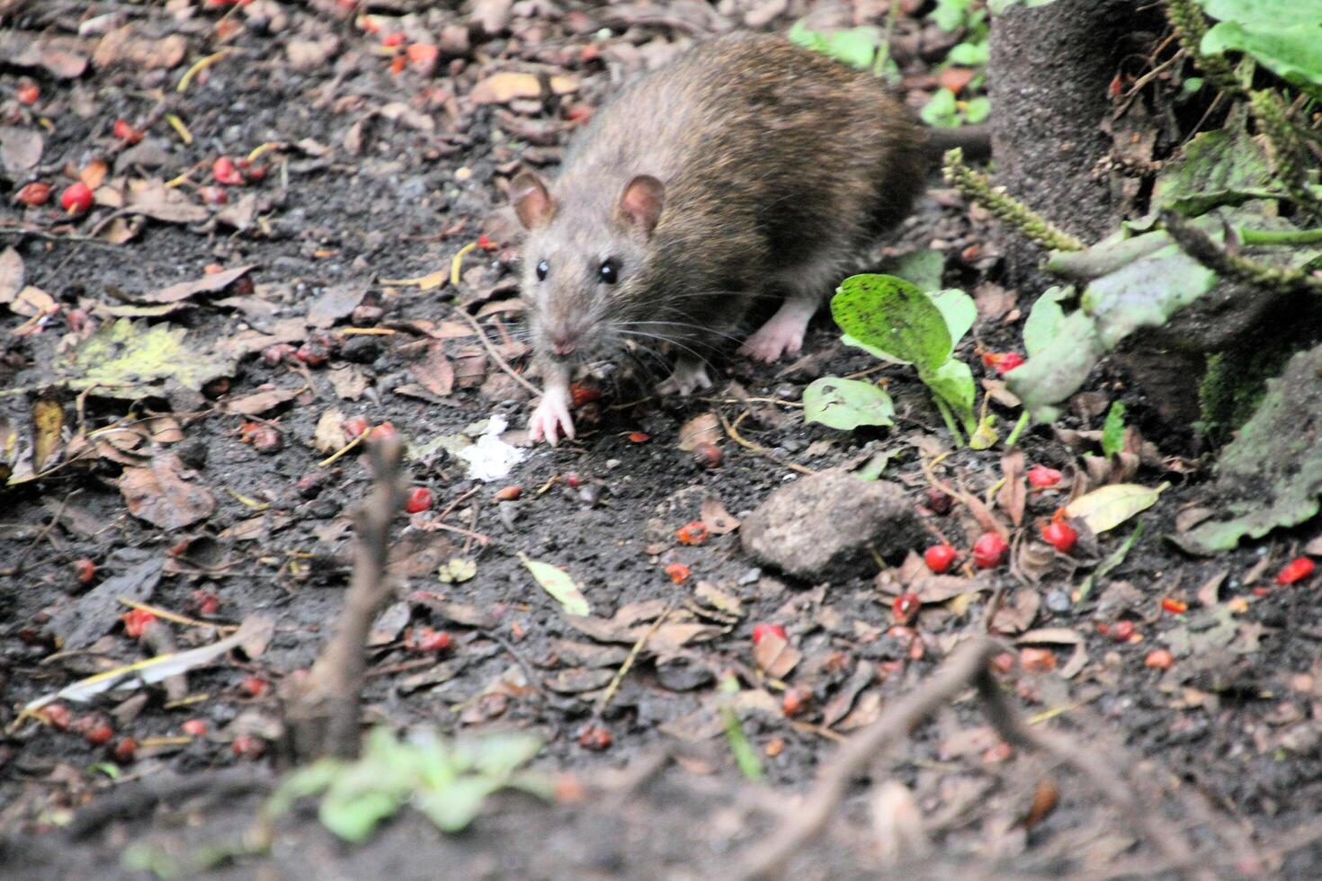 A rat is eating berries on the ground photo