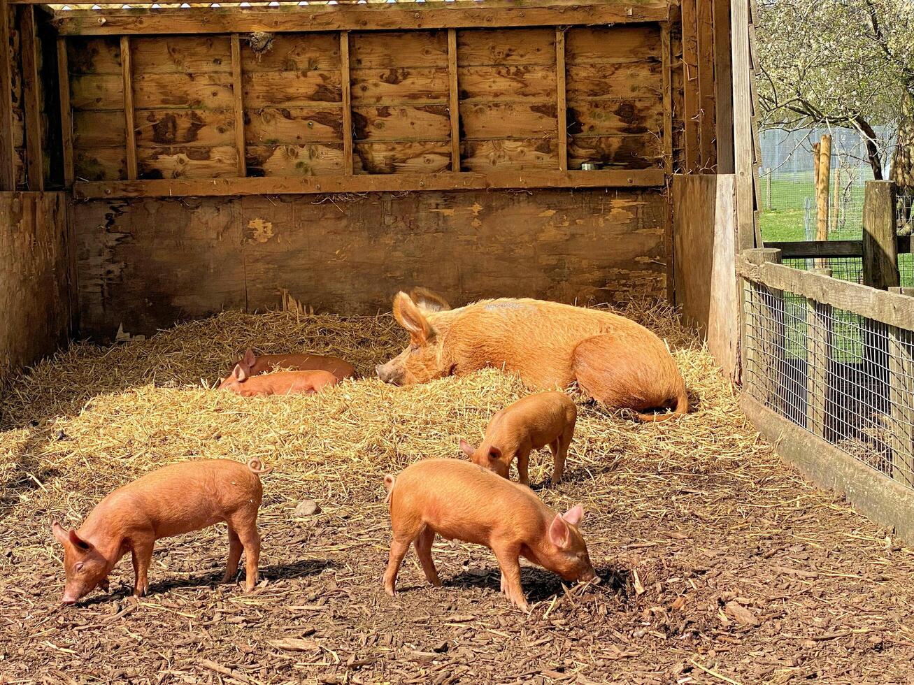 A group of pigs in a barn photo