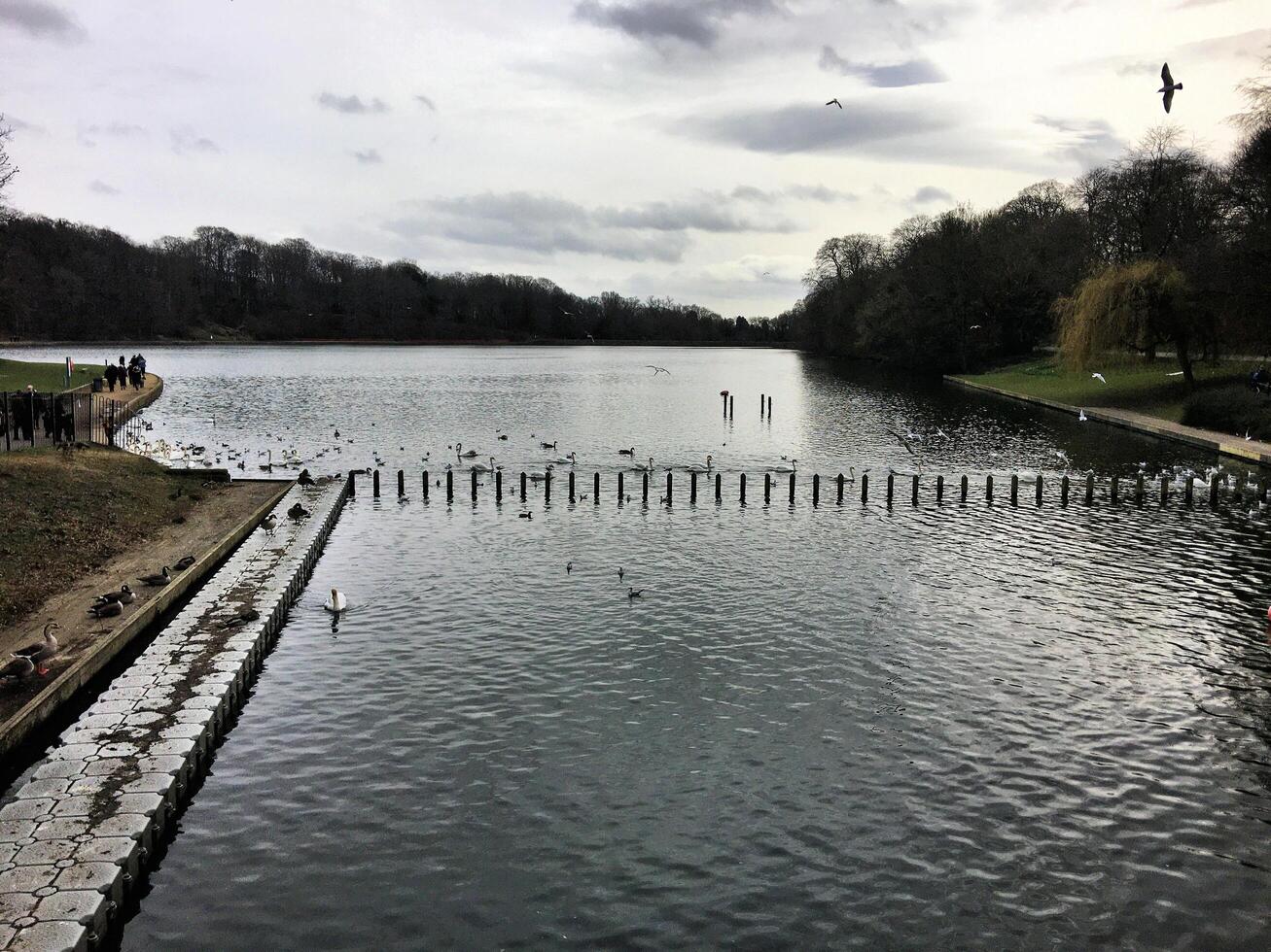 A lake with many birds flying around it photo