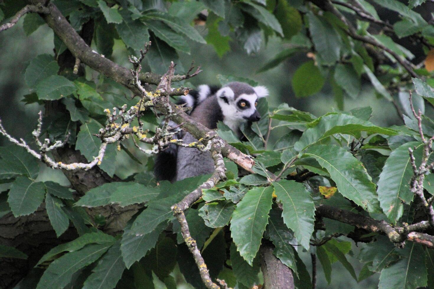 A lemur in a tree with leaves and branches photo