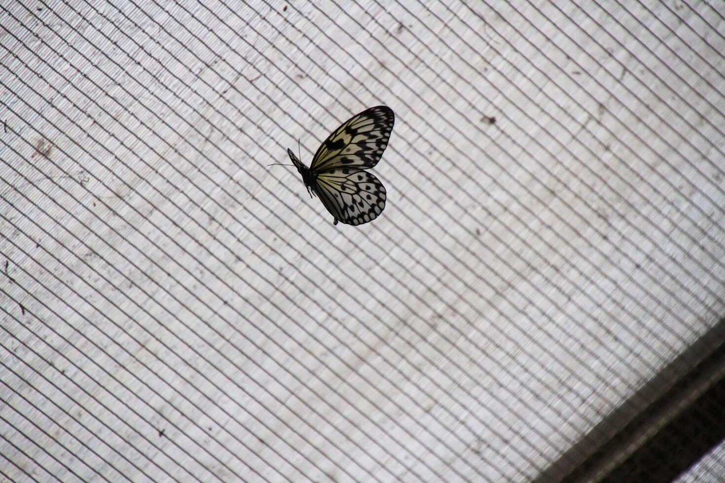 A butterfly on a screen in a window photo