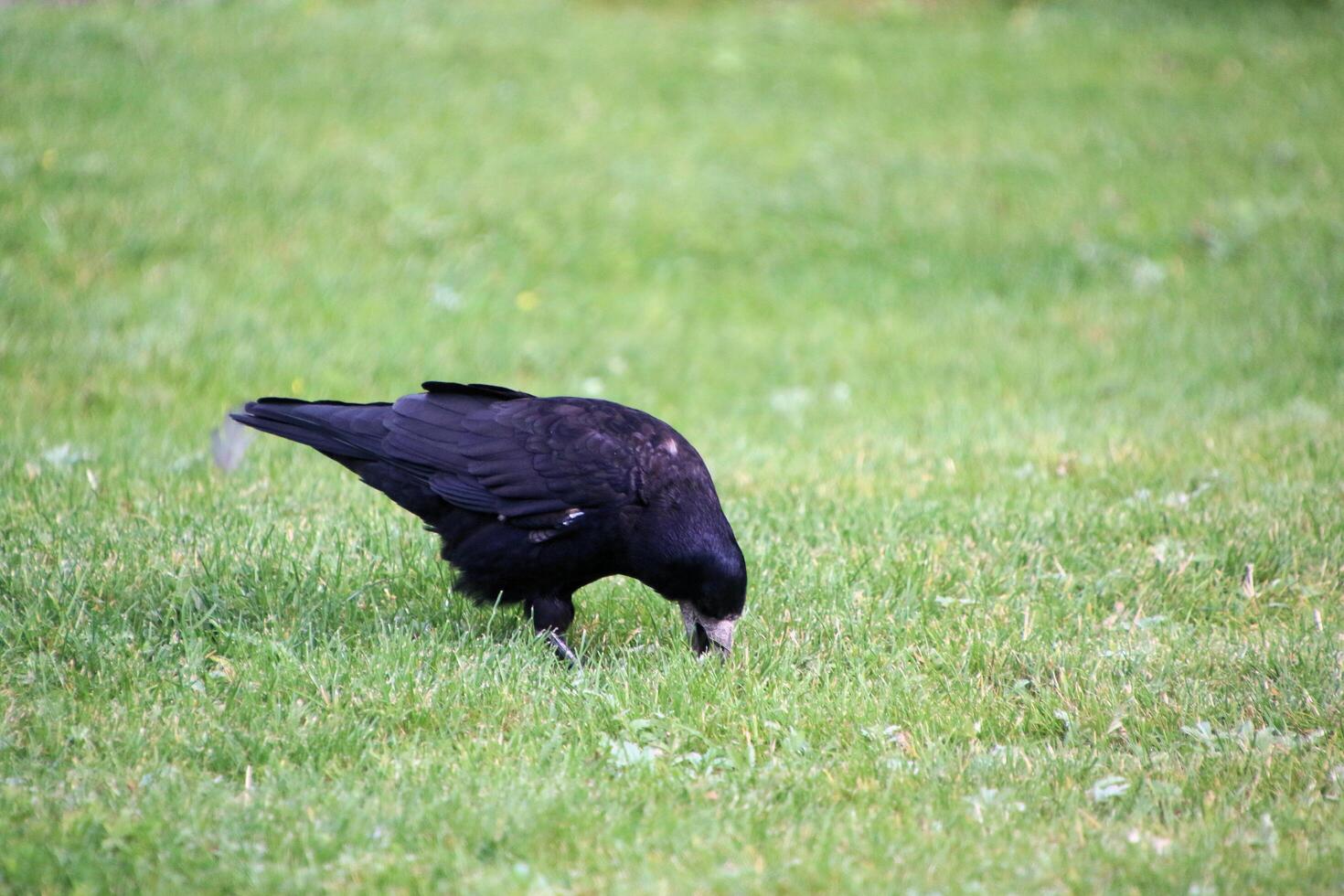 A black bird is eating grass in the grass photo