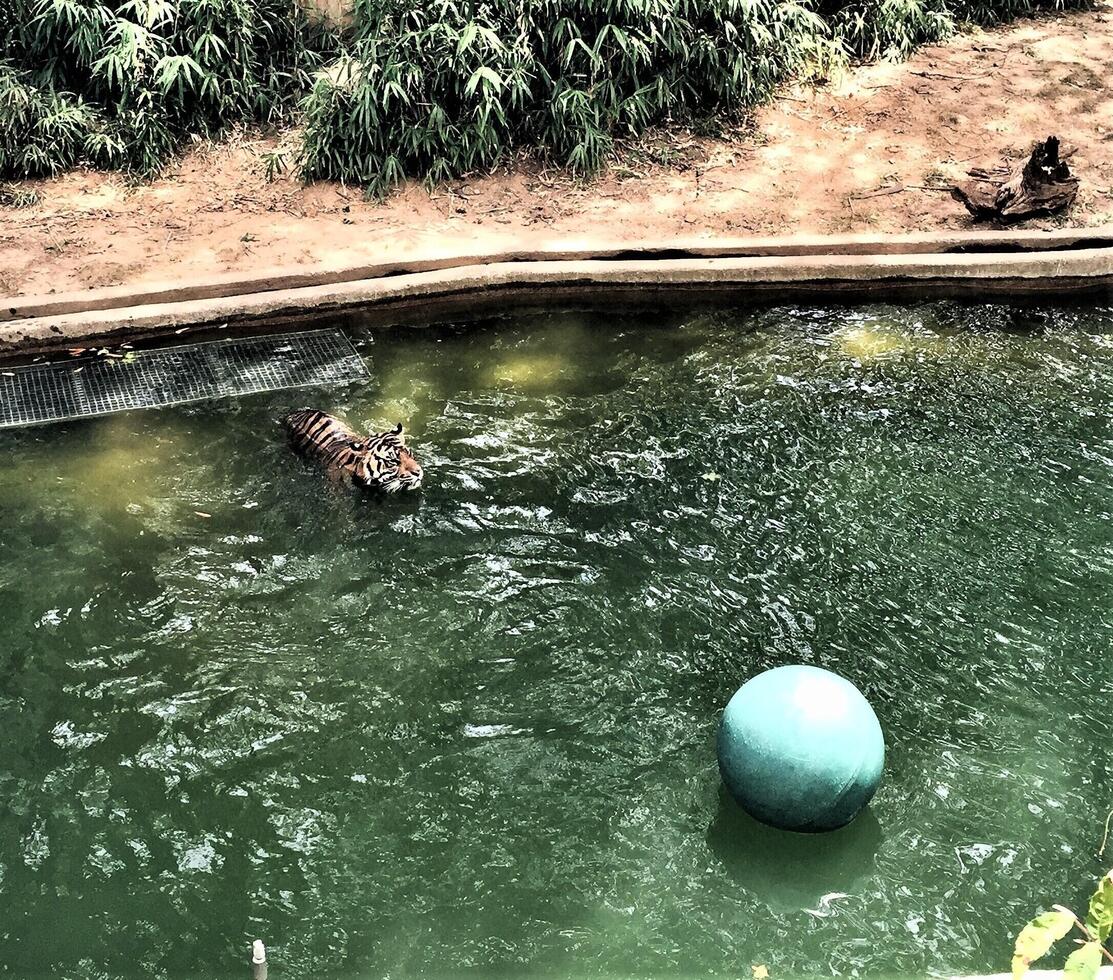 A tiger swimming in a pool of water photo