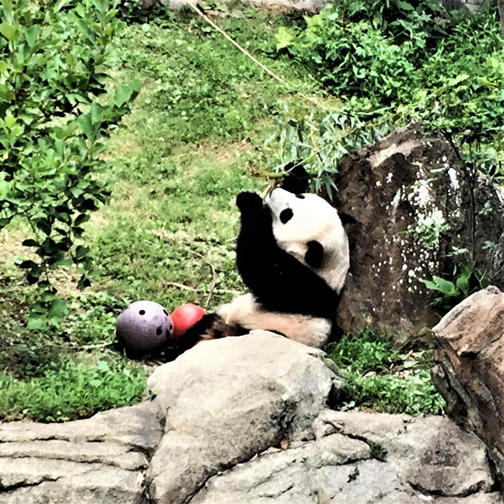 A panda bear sitting on a rock photo