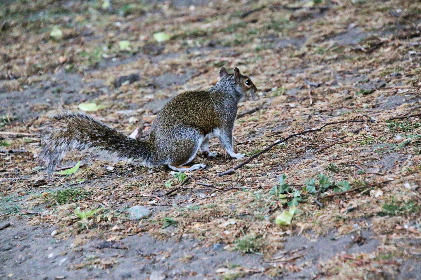A squirrel is standing on the ground in a field photo