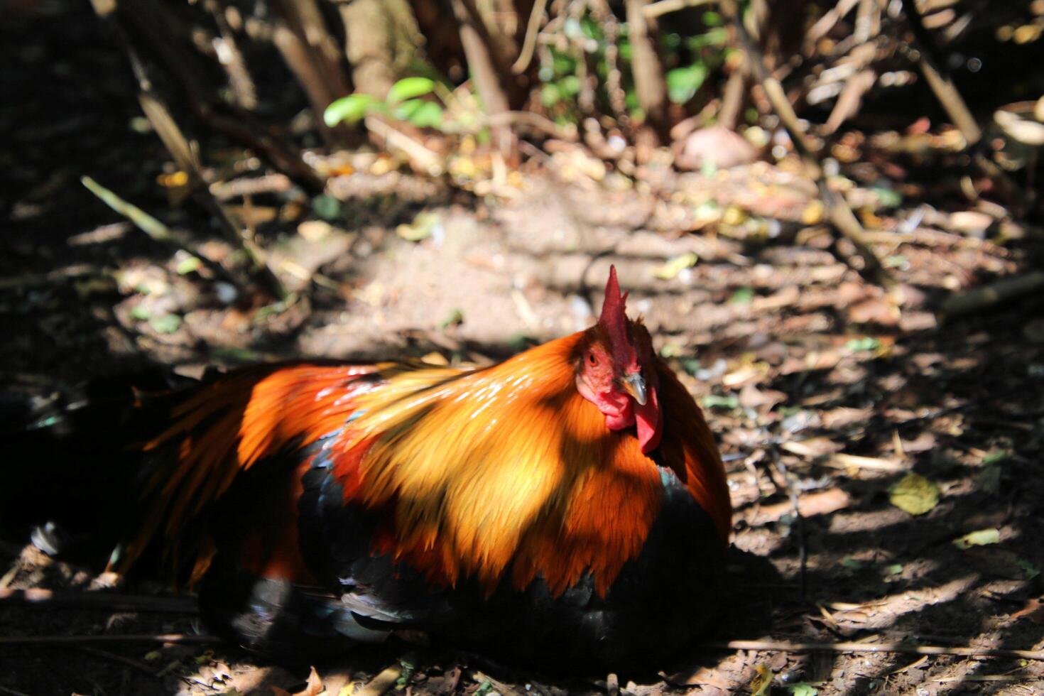 A rooster is sitting on the ground photo