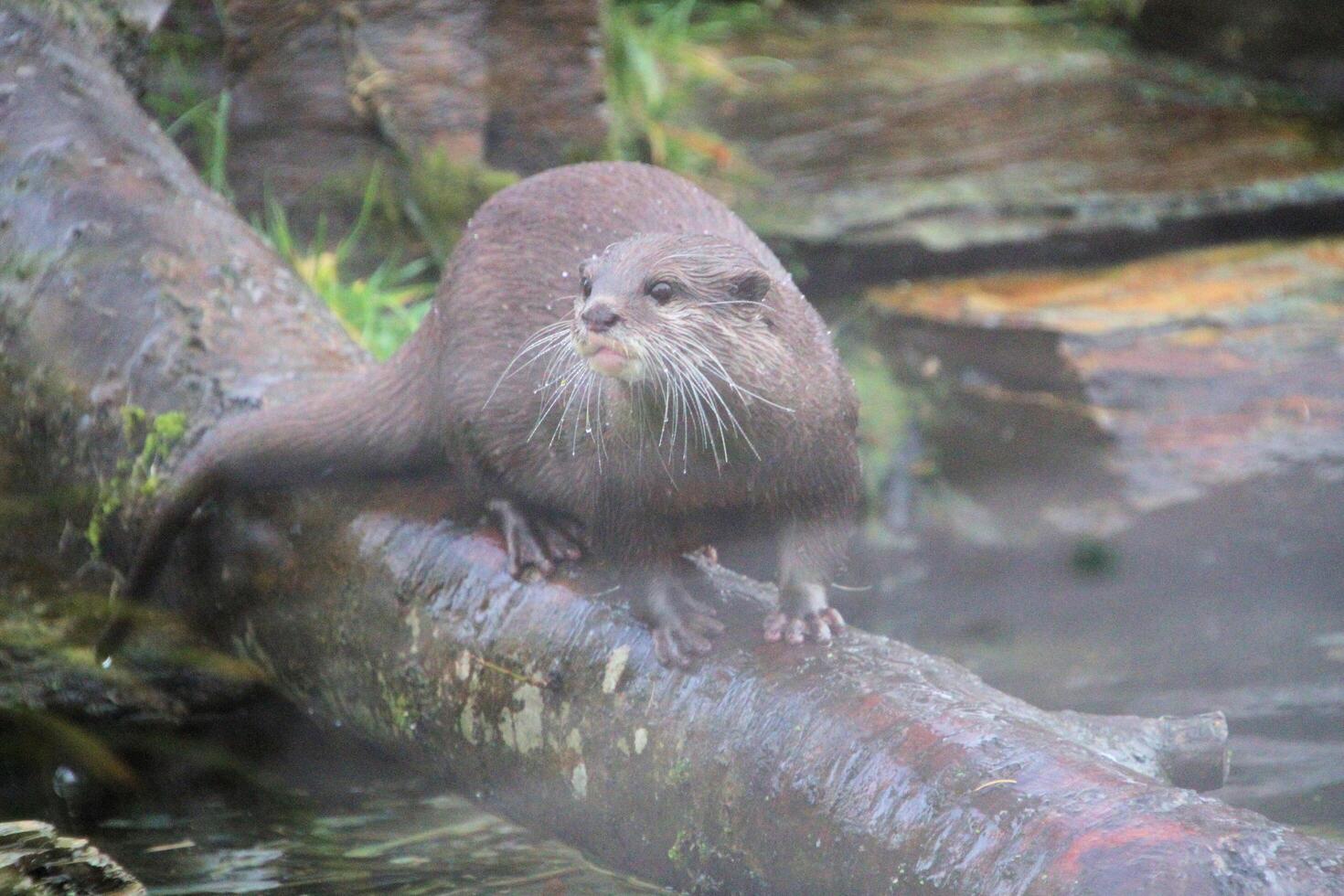 Otter on a log photo