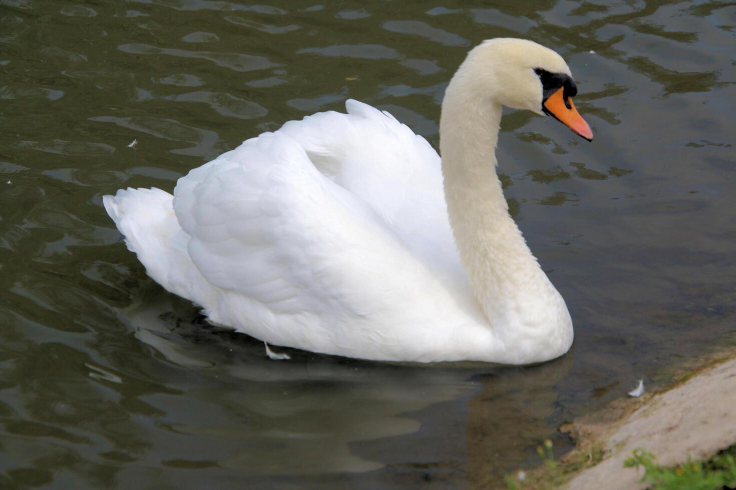 A white swan is floating in the water photo