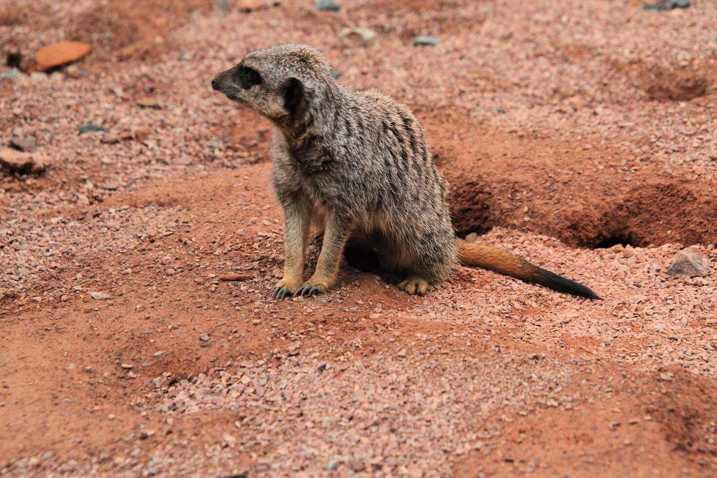 A meerkat is sitting on the ground photo