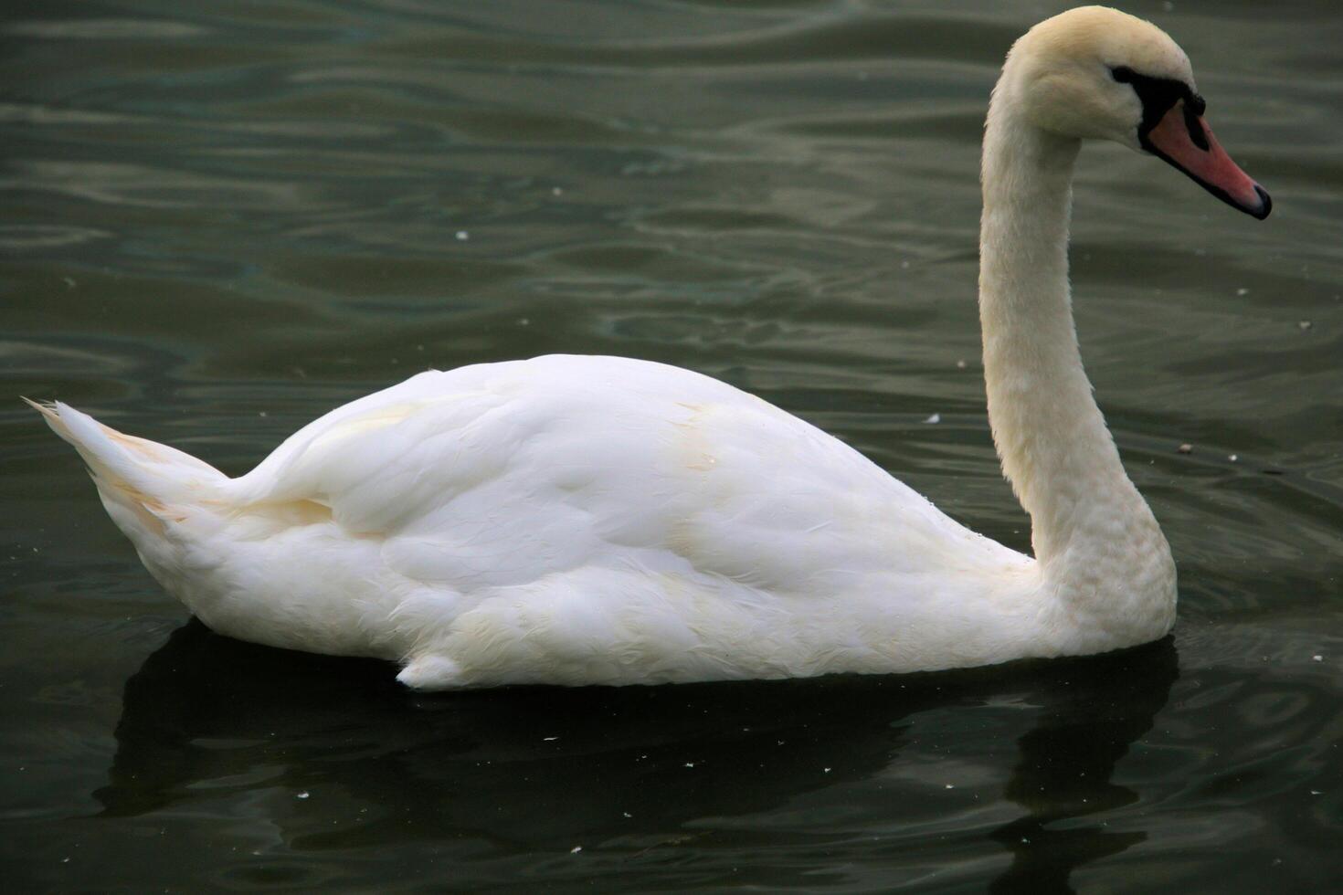 A white swan swimming in the water photo