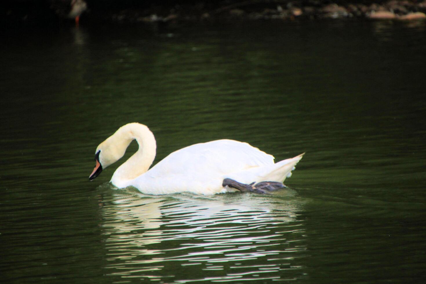 A swan is swimming in a lake photo