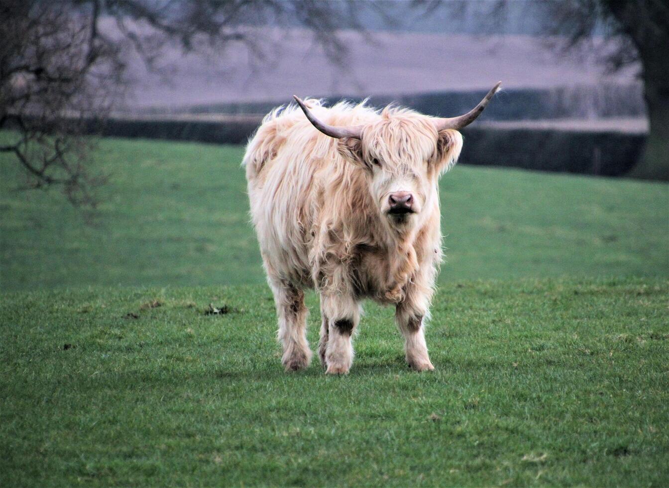 A white cow standing in a field with a tree in the background photo