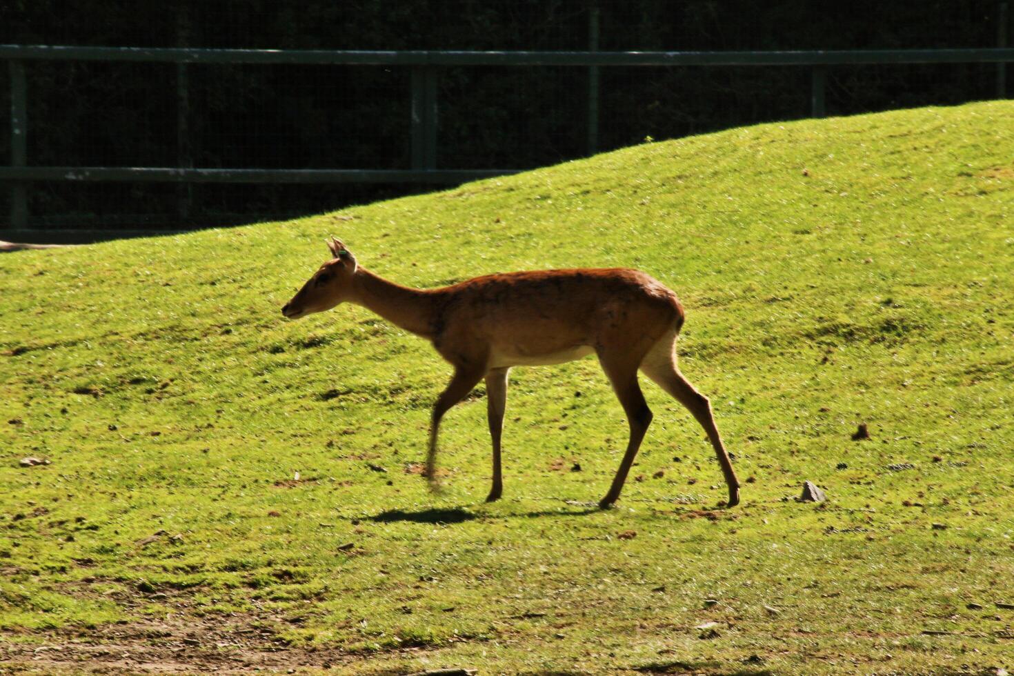 A deer is walking in a field photo