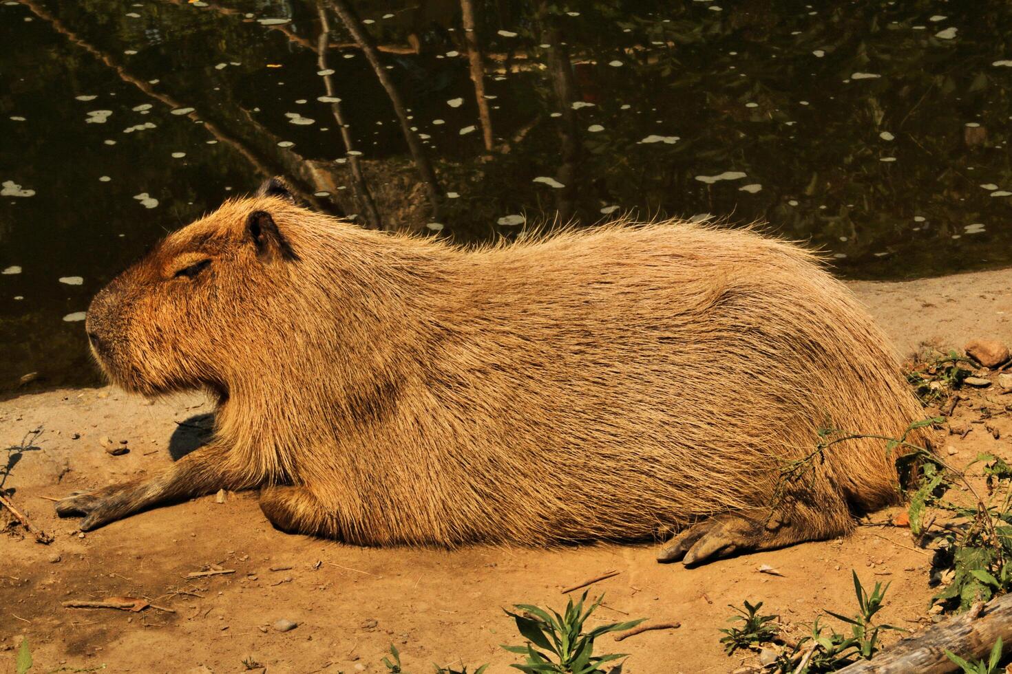 A large animal laying on the ground photo