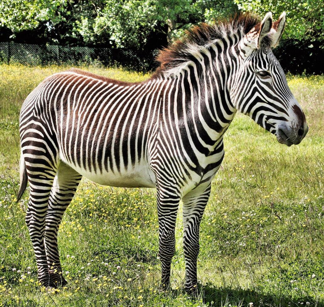 A zebra standing in a field photo